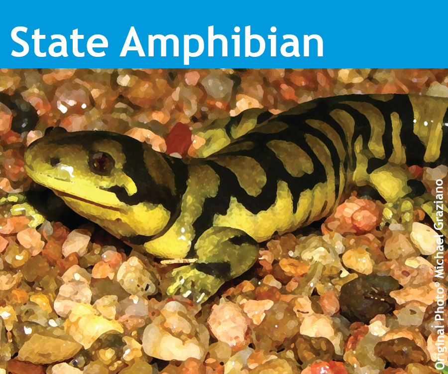 Image showing the State of Colorado State Amphibian the Western Tiger Salamander.