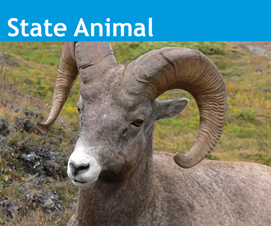 Image showing the State of Colorado State Animal the Rocky Mountain Bighorn Sheep.