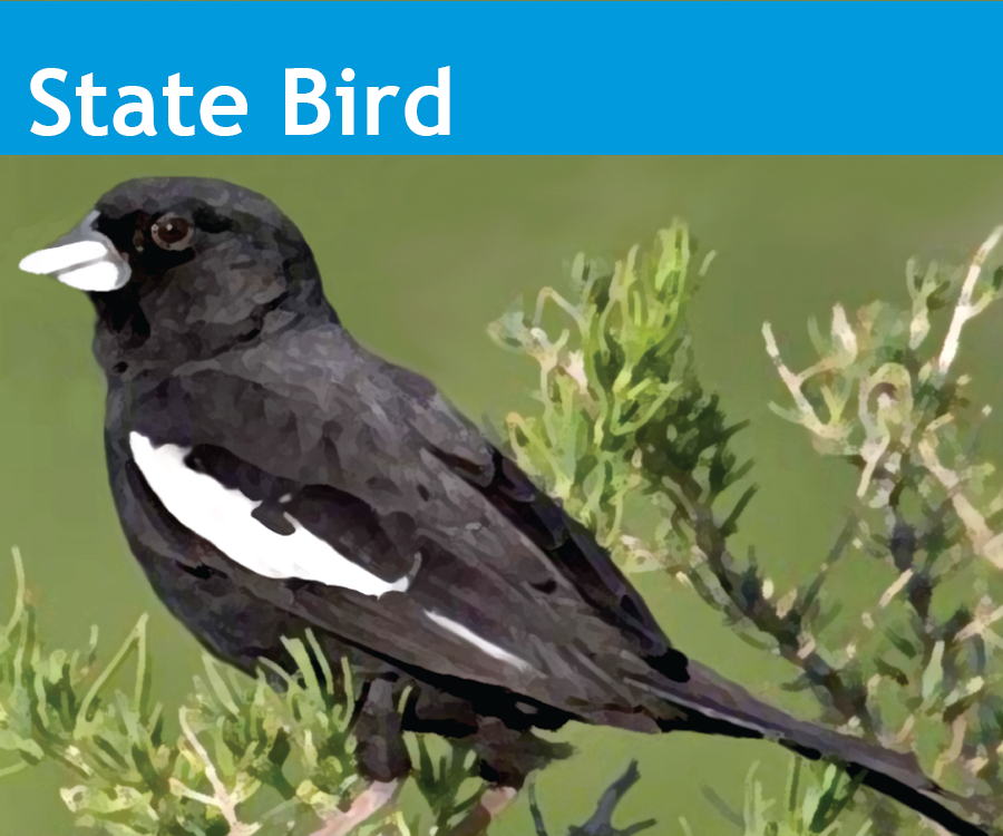Image showing the State of Colorado State Bird the Lark Bunting.