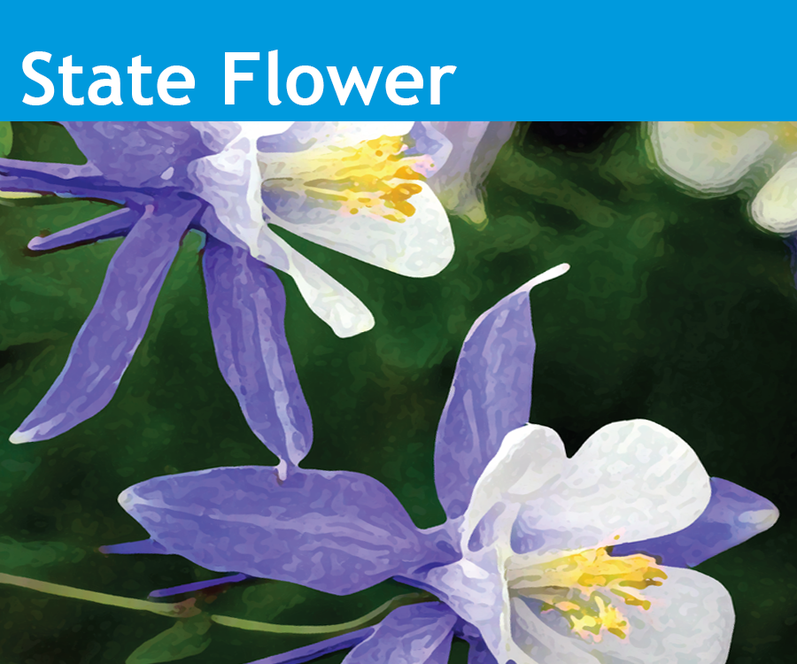 Image showing the State of Colorado State Flower the white and lavender Columbine.