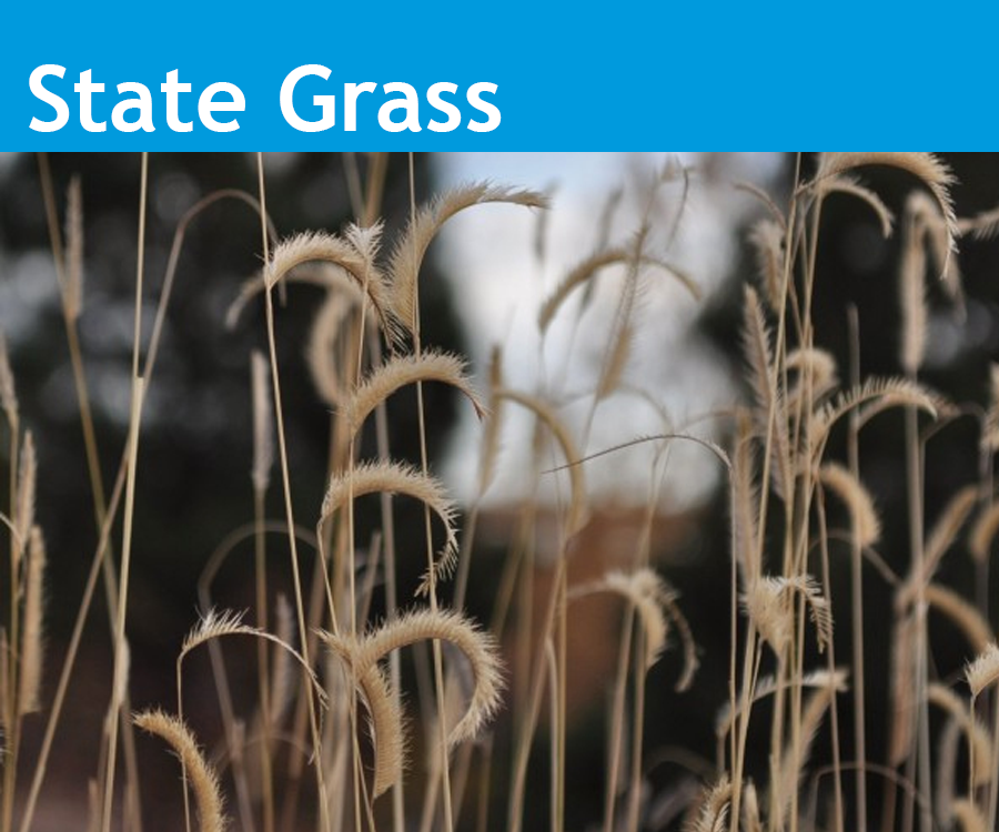 Image showing the State of Colorado State Grass the Blue Grama grass.