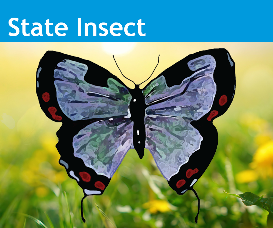 Image showing the State of Colorado State Insect the Colorado Hairstreak Butterfly.