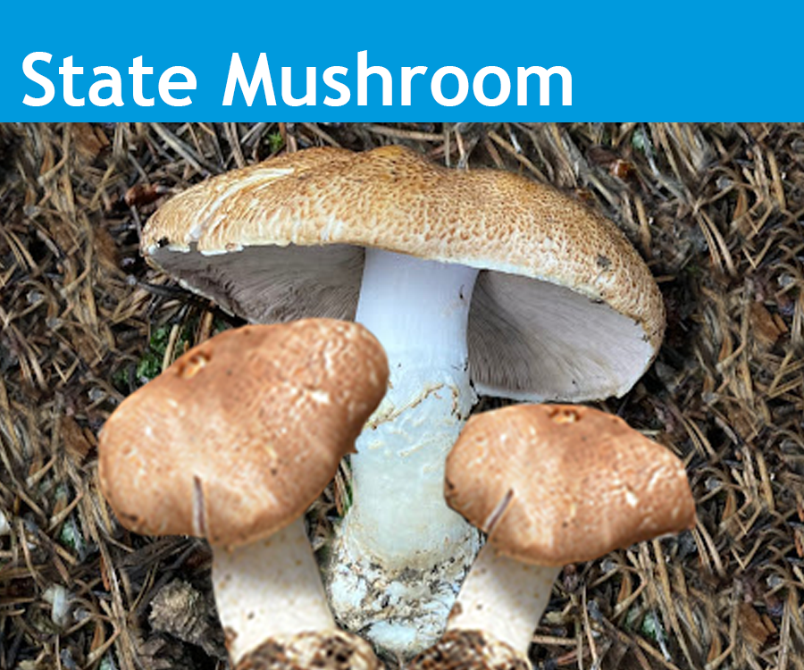 The Agaricus Julius, or the Emperor Mushroom, formerly known as Prince, was declared the official state mushroom on March 31, 2025, by Governor Jared Polis. The Emperor Mushroom is edible, has a large cap adorned with brown scales, and an odor reminiscent of almonds. It is found in the Rocky Mountains of Colorado.