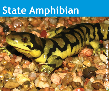 An image of the Colorado State Amphibian, the Western Tiger Salamander.