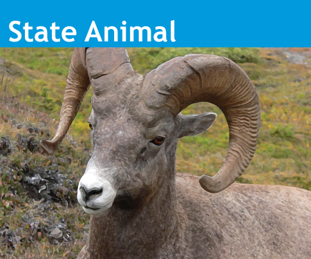 An image of the Colorado State Animal, Rocky Mountain Bighorn Sheep.
