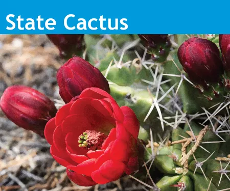 An image of the Colorado State Cactus, Claret Cup (Kingcup).