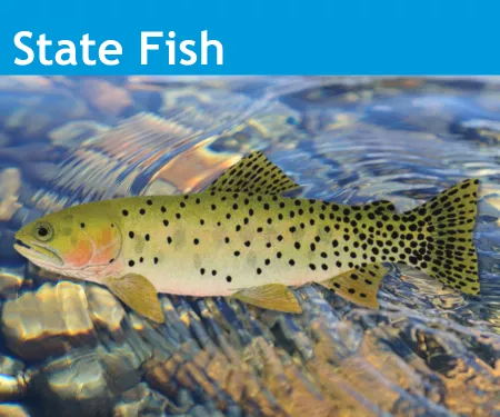 An image of the Colorado State Fish, the Greenback Cutthroat Trout.