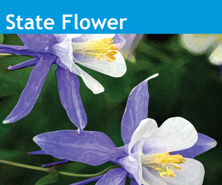 An image of the Colorado State Flower, purple and white columbine.