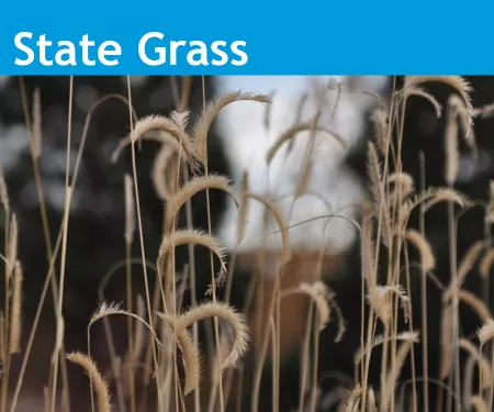 An image of the Colorado State Grass, blue grama.