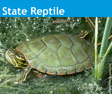 An image of the Colorado State Reptile, western painted turtle, with a green and yellow head and shell.