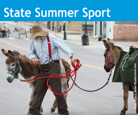 An image showing a man with a couple of burros reflecting the Colorado State Summer Sport.