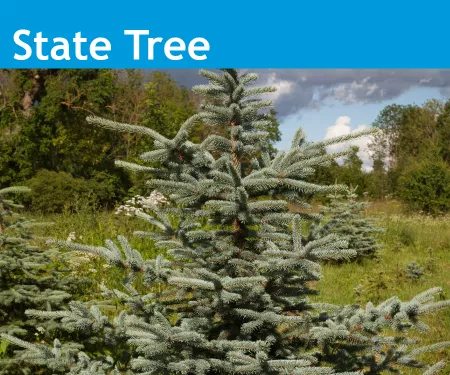 An image of the Colorado State Tree, blue spruce on a hillside.